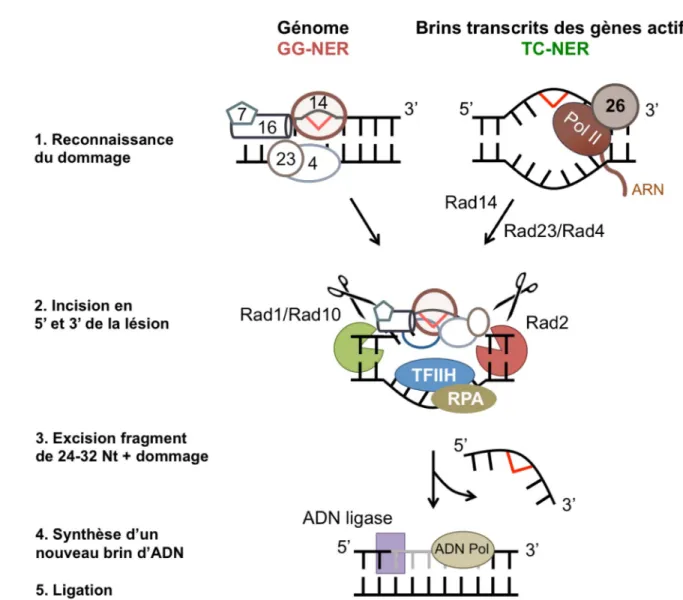 Figure 3. La réparation par excision de nucléotides (NER) chez la levure S. cerevisiae