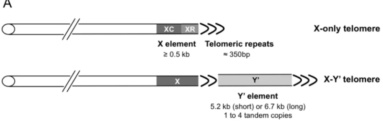 Figure S1A. Organization of yeast telomeres. 