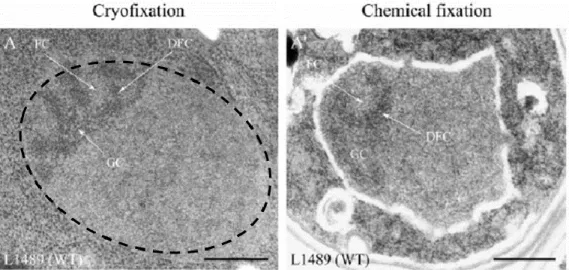 Figure 10 : Structure du nucléole chez la levure Saccharomyces cerevisiae. Les cellules ont  été préparées par cryo-fixation (à gauche), ou fixation chimique au formaldéhyde (à droite),  puis visualisées au microscope électronique