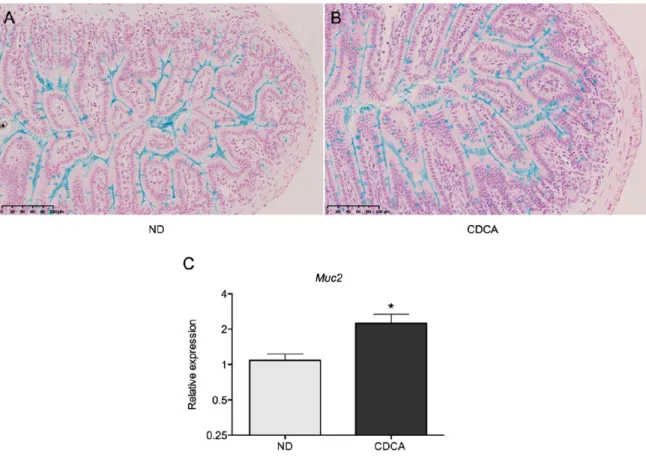 Figure 5. Alcian blue staining of ileal sections from mice fed on a normal diet (A) or on a  CDCA-supplemented diet (B), scale bars are 100 μm
