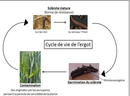 Figure 4 : Cycle de vie de Claviceps purpurea 
