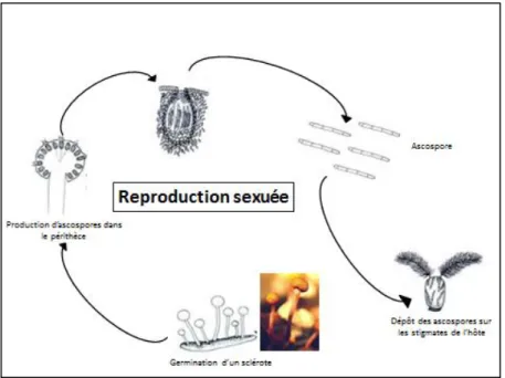 Figure 5 : Reproduction sexuée de Claviceps purpurea 