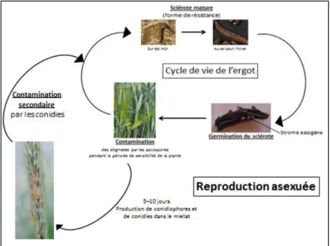 Figure 6 : Reproduction asexuée de Claviceps purpurea 