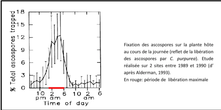 Figure 7 : Libération des ascospores au cours de la journée (d’après Alderman, 1993) 