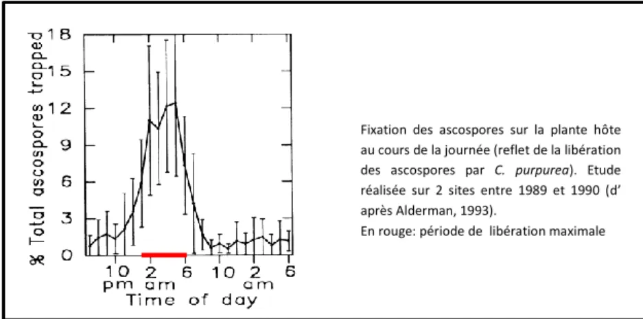 Figure 7 : Libération des ascospores au cours de la journée (d’après Alderman, 1993) 