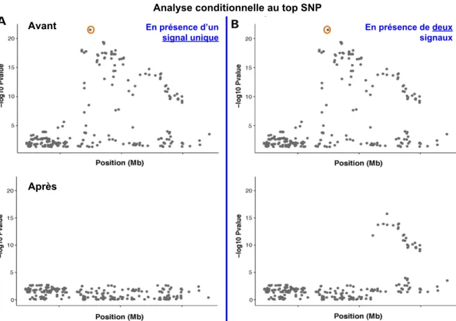 Figure 1.8: Illustration de l'analyse d'association conditionnellement au SNP le plus associé (top SNP) indiqué par les cercles orange pour (A) un signal unique et (B) deux signaux indépendants au sein d'une même région