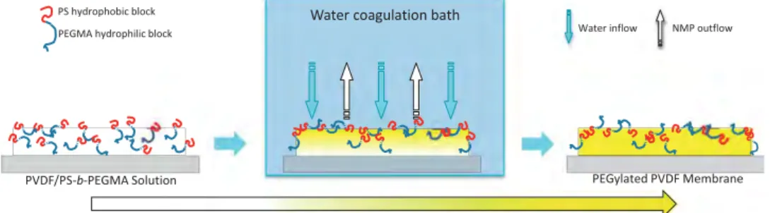 Fig. 1. Schematic of the preparation of PEGylated PVDF membranes from the liquid-induced phase inversion of PVDF/PS-b-PEGMA solution.