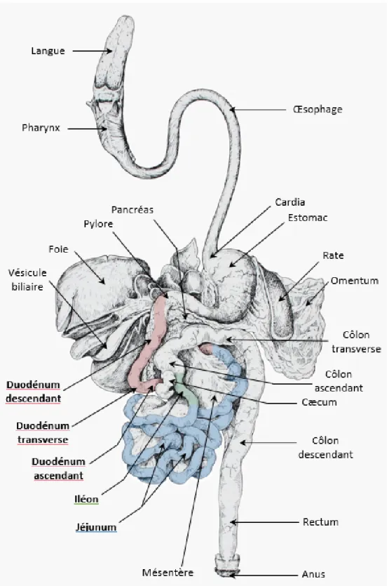 Figure 1 : Appareil digestif du chien en vue ventrale, après isolement et étalement, modifié à partir de Barone (2009) 