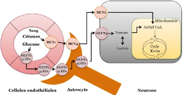 Figure 1.2 : Transport du glucose et des cétones à travers la barrière hémato- hémato-encéphalique