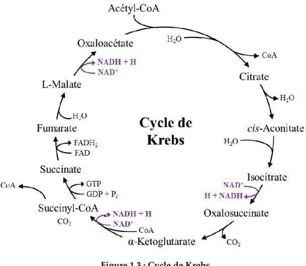 Figure 1.3 : Cycle de Krebs 