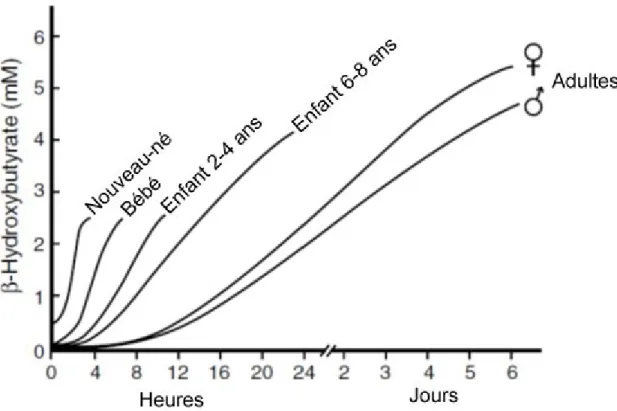 Figure 1.6 : Capacité cétogénique chez l’humain 