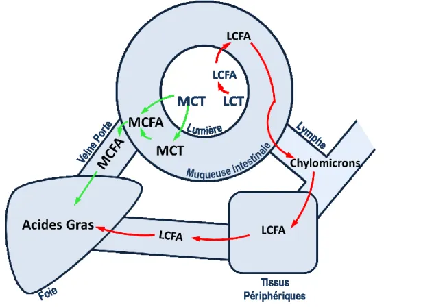 Figure 2.1 : Absorption des triglycérides alimentaires 