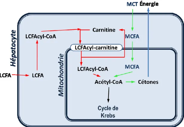 Figure 2.2 : Transport des acides gras dans l’hépatocyte humain. 