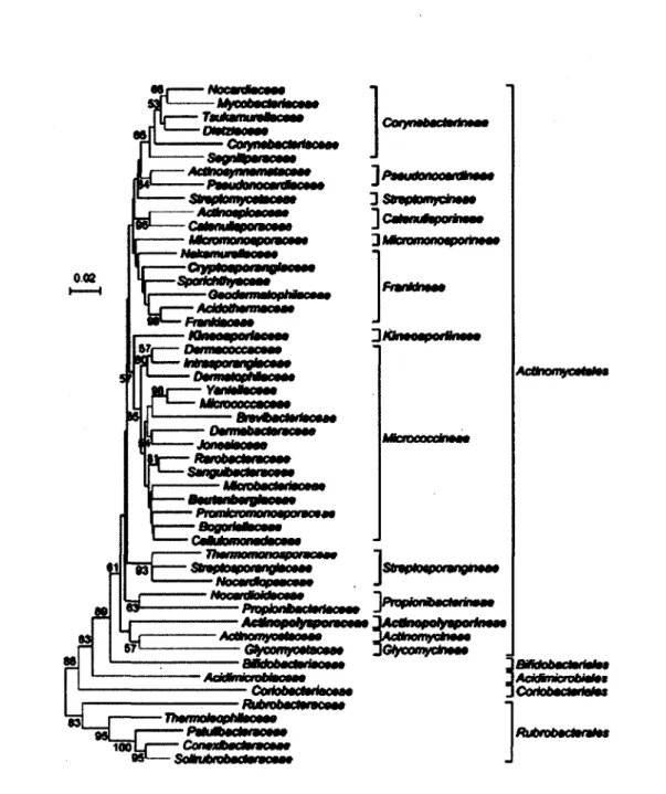 Figure 2. Arbre phylogenetique illustrant la  position de  Frankia spp.  parmi les  actinomycetes
