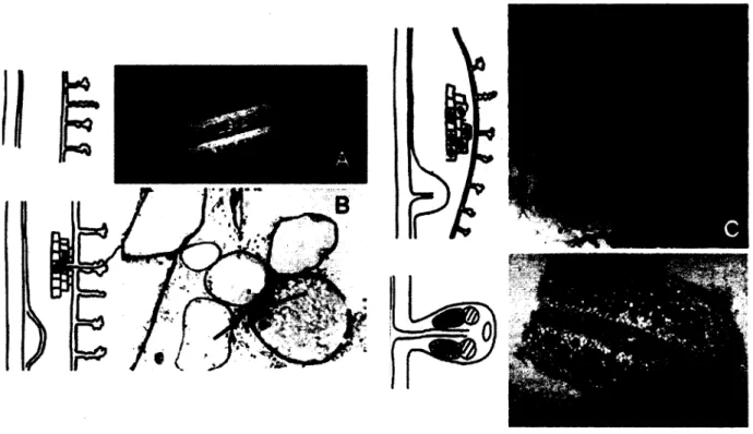 Figure  6.  Infection d'une  racine  par  Frankia, mecanisme  intracellulaire.  A.  Deformation  du  poil racinaire
