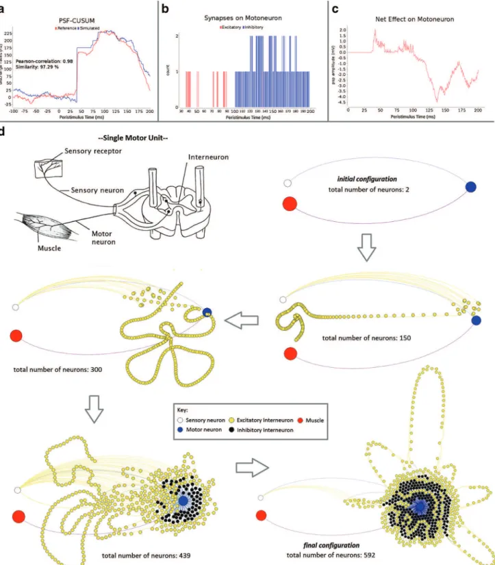 Fig. 8 This figure illustrates the results that came out of a simulation run at the end of its effort to learn the global pattern obtained from the human reflex experiment SS-1-1-1