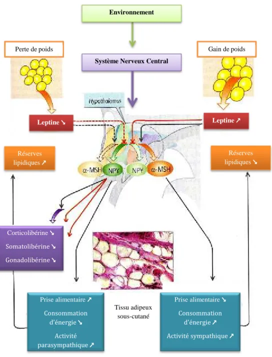 Figure  4 :  Rôle  de  la  leptine  dans  la  régulation  du  comportement  alimentaire  avec  la  gestion  de  la  masse  graisseuse  alimentaire (Unité pédagogique de physiologie ENVT)