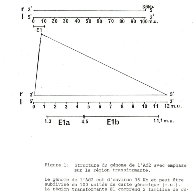 Figure  1 :  Structure  du  génome  de  l ' Ad2  avec  e mphase  s ur  la  région  transformante