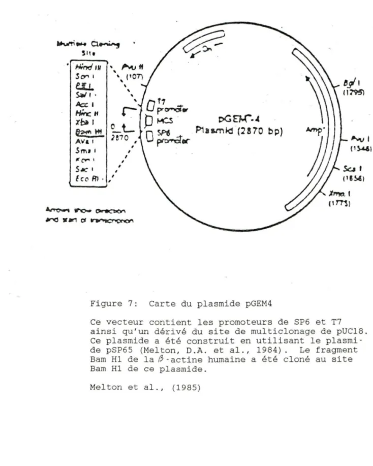Figure  7:  Carte  du  plasmide  pGEM4 