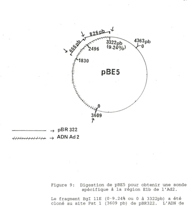 Figure  9:  Digestion  de  pBES  pour  obtenir  une  sonde  spécifique  à  la  région  Elb  de  l'Ad2