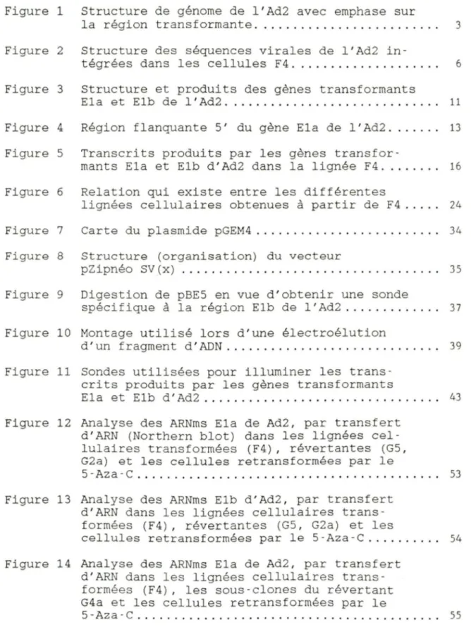 Figure  1  Structure  de  génome  de  l 'Ad2  avec  emphase  s ur 