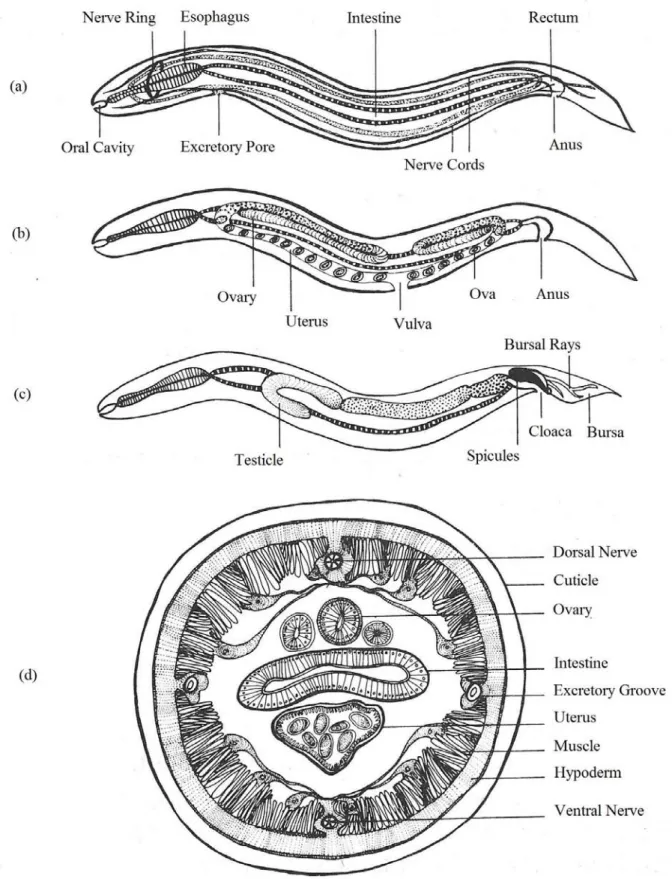 Figure   2,   chapter   2.2:   Schematic   sections   of   a   nematode.   Longitudinal   sections:   (a)  Digestive   system;   (b)   Female   reproductive   system;   (c)   Male   reproductive   system