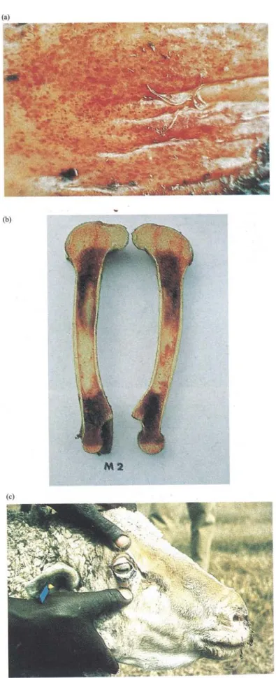 Figure   4,   chapter   2.2: Haemonchosis