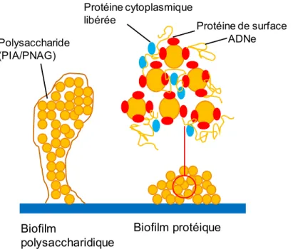 Figure  3 :  Schémas  d’un  biofilm  exopolysaccharidique  dépendant  du  gène  ica  et  d’un  biofilm protéique dépendant du gène bap chez S