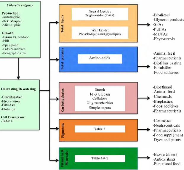 Fig. 4.  Algo-refinery concept from production to valorisation.  food with natural composition instead of synthesised ingredients