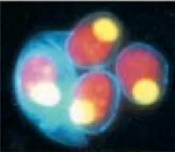 Fig. 3.  Newly formed cells emerging outside the cell wall of the mother cell after  hatching [33]