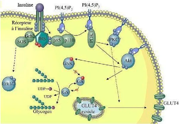 Figure 1.3 : Signalisation de l’insuline. La signalisation de l’IR implique la voie  PI3k/Akt qui va conduire à la mobilisation du transporteur de glucose GLUT4, et  l’inhibition de GSK3 pour la synthèse du glycogène
