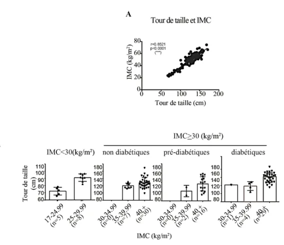 Figure 3.1.1 : Distribution de l’IMC et du tour de taille des patients. A) Le tour de  taille des patients corrèle avec l’IMC