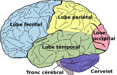 Figure 1 : Quatre lobes (ou cortex) du cerveau.  [http://fr.wikipedia.org/wiki/Cerveau_humain] 