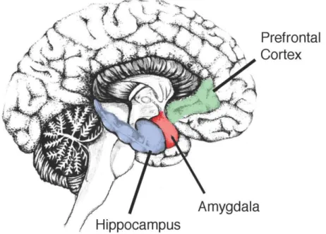Figure 5 : Localisation de l’hippocampe.  [http://guardianlv.com] 