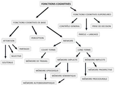 Figure 7 : organigramme représentant toutes les fonctions cognitives [V.Michel, 2014] 