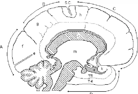 Figure 9 : Hémisphère cérébral gauche – face médiale – localisation de l’hippocampe et du corps calleux