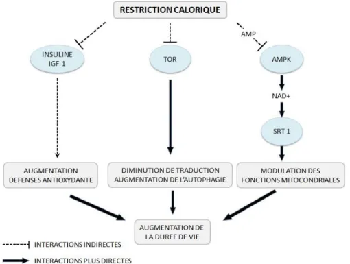 Figure 10 : effets de la restriction calorique sur certaines protéines entrainant par la suite l’augmentation de la  durée de vie [V.Michel, 2014] 