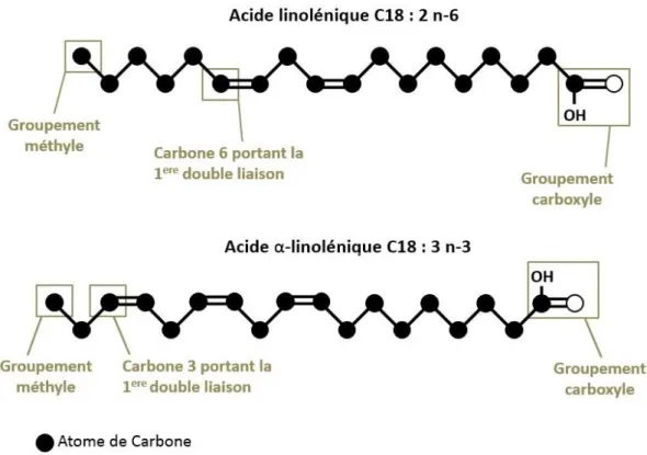 Figure 11 : Structure des précurseurs des familles Ω-3 et Ω-6 : l’acide linolénique et l’acide α-linolénique  [V.Michel, 2014] 