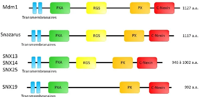 Figure 4. Structure et domaines des différents orthologues de la Sorting Nexin Mdm1. 