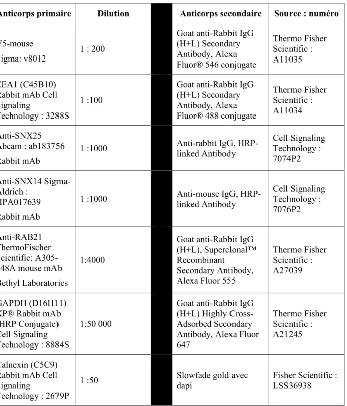 Tableau 3. Anticorps utilisés en immunofluorescences et en immunobuvardages 
