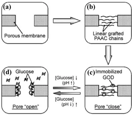 Figure 6. Schematic illustration of the fabrication process of glucose-responsive PVDF porous  membrane modified by PAAC and GOD (a and b) and the mechanism of glucose-responsive  behavior (c and d)