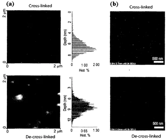 Figure 7. Cross-linked and de-cross-linked nanogel particles viewed at the dry state: (a)  AFM topological images with depth histograms for marked region, and (b) SEM images