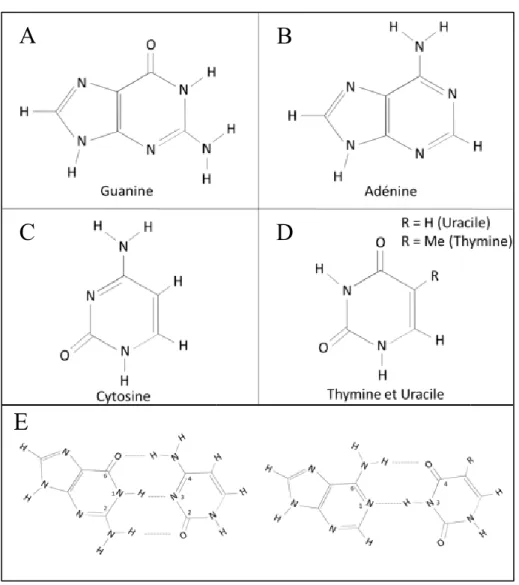 Figure 1 : Structure et liaisons hydrogène des différents acides nucléiques.  