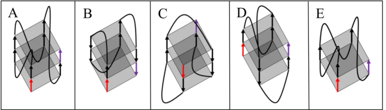 Figure 4 : Différents types de conformation d’un G-quadruplexe 