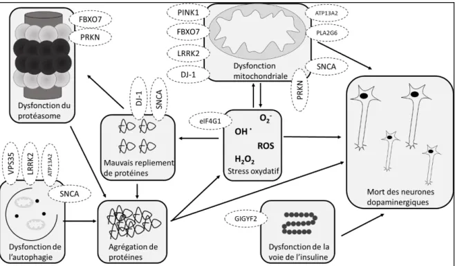 Figure 6 : Dysfonctions souvent impliquées dans la pathologie de Parkinson.  