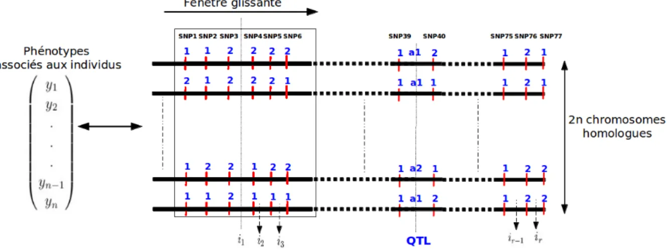 Figure 5.1 – Genome scan pour un ensemble I de positions testées définit par une fenêtre glissante de 6 SNPpour des organismes diploïdes