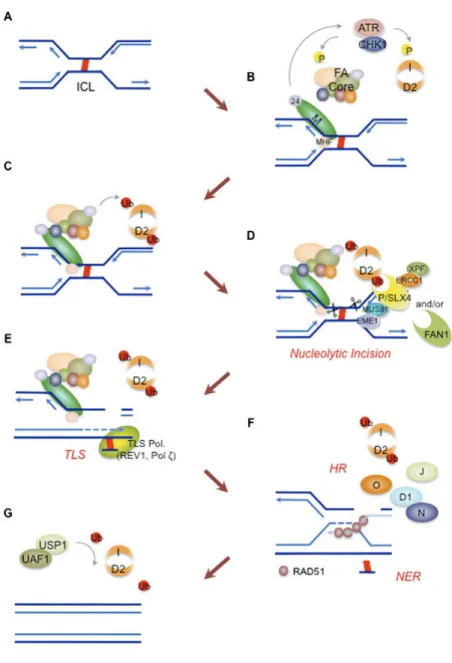 Figure 1.6  : Implication des protéines FA dans la réparation de l’ADN. (A) Deux fourches de réplication convergent  vers  un  pont  liant  les deux brins d’ADN