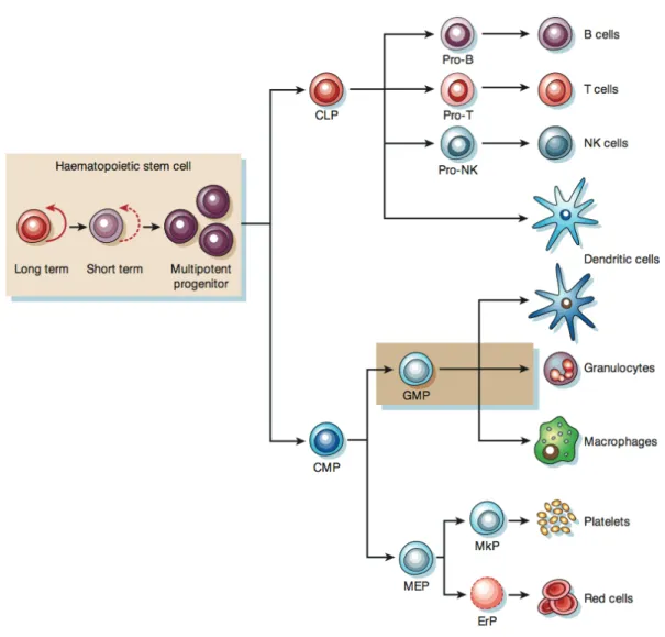 Figure 1.7  : Développement des cellules souches hématopoïétiques. Les CSHs se subdivisent en d’autres CSHs,  destinées à assurer le renouvèlement à long terme ou à court terme, et en progéniteurs multipotents
