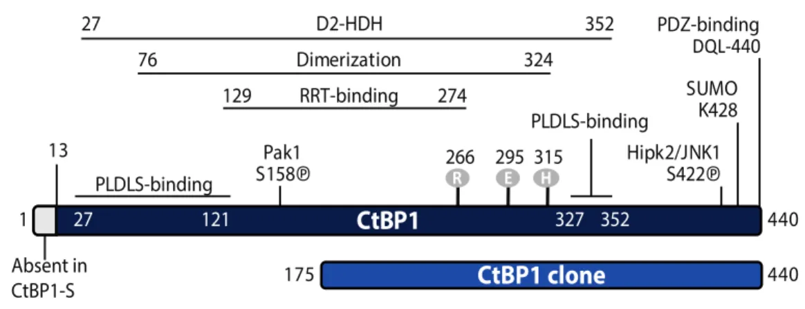 Figure 1.9  : Domaines structuraux  et fonctionnels de CtBP1.  CtBP1 possède un domaine d’homologie avec les  déshydrogénases dépendantes de la NAD, incluant  le motif d’attachement de la NAD et le résidu catalytique His