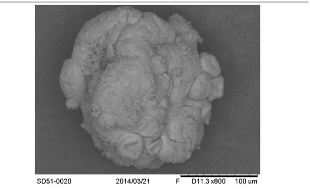 Figure 2.2 – Photos de grains de PVC prises au microscope à balayage électronique : vue d’une particule isolée.